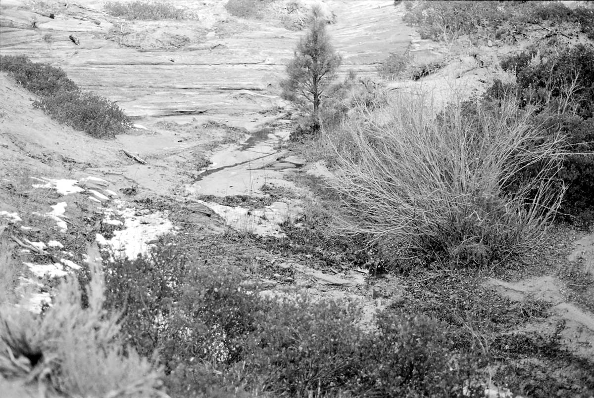BW photo of the 1937 grazing study 35MM.