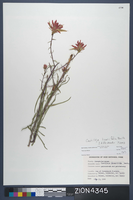 Herbarium Specimen Sheet 4345