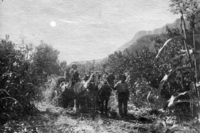 John R. Crawford and two men with team of horses harvesting sorghum, Zion Canyon, 1917.