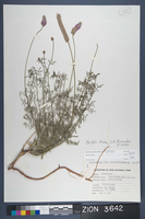 Herbarium Specimen Sheet 3642