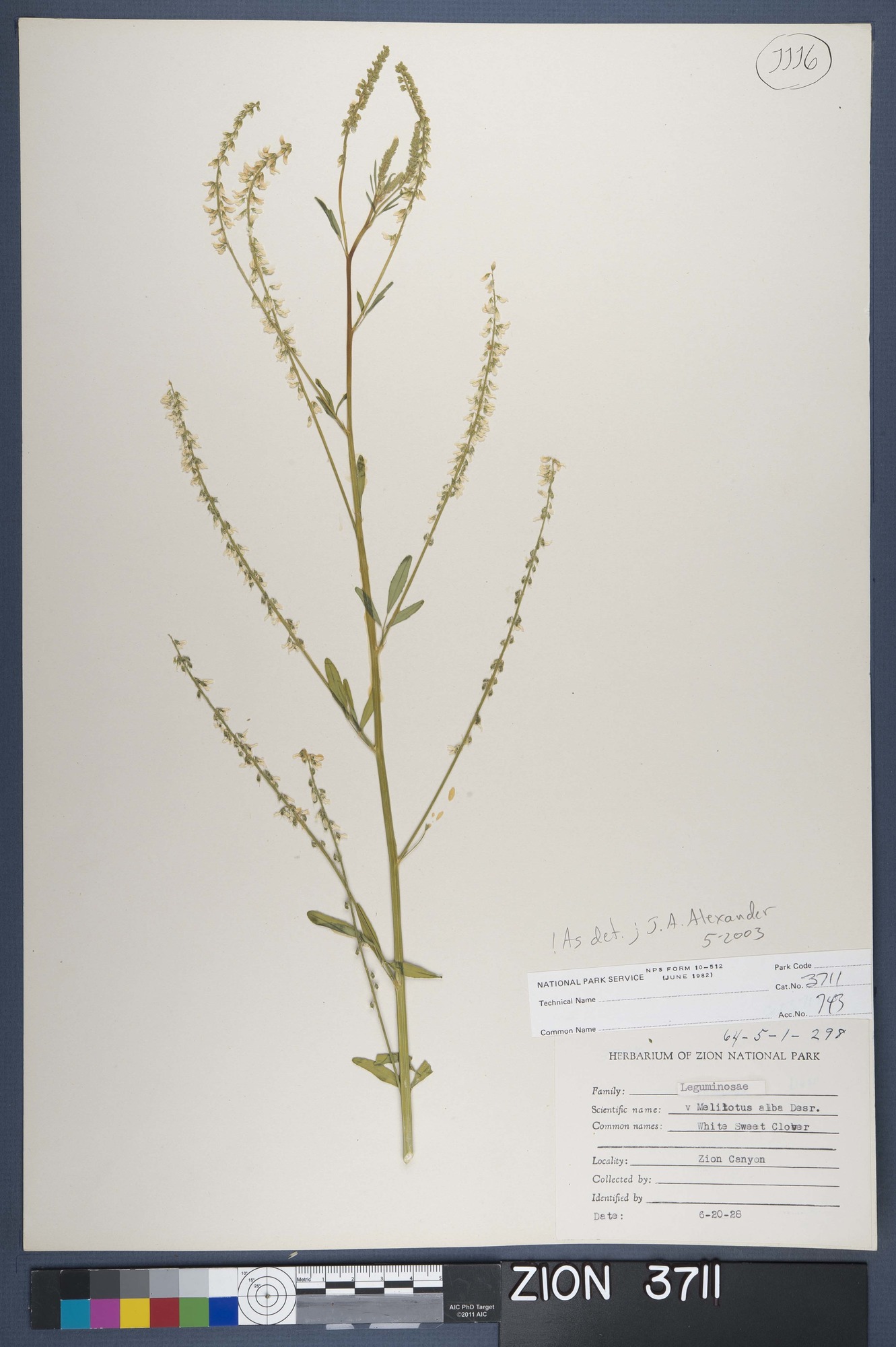 Herbarium Specimen Sheet 3711