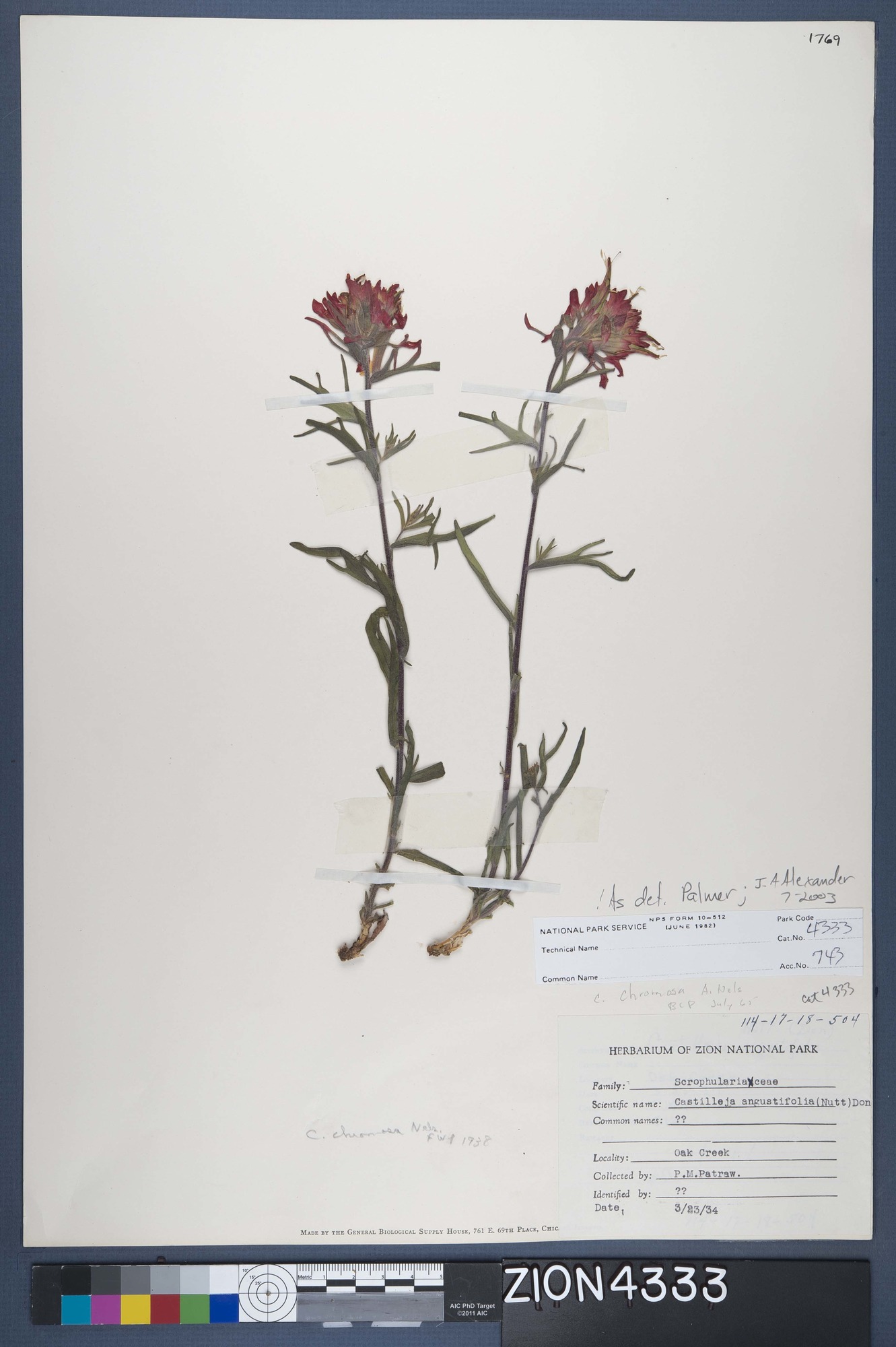Herbarium Specimen Sheet 4333