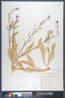 Herbarium Specimen Sheet 3286