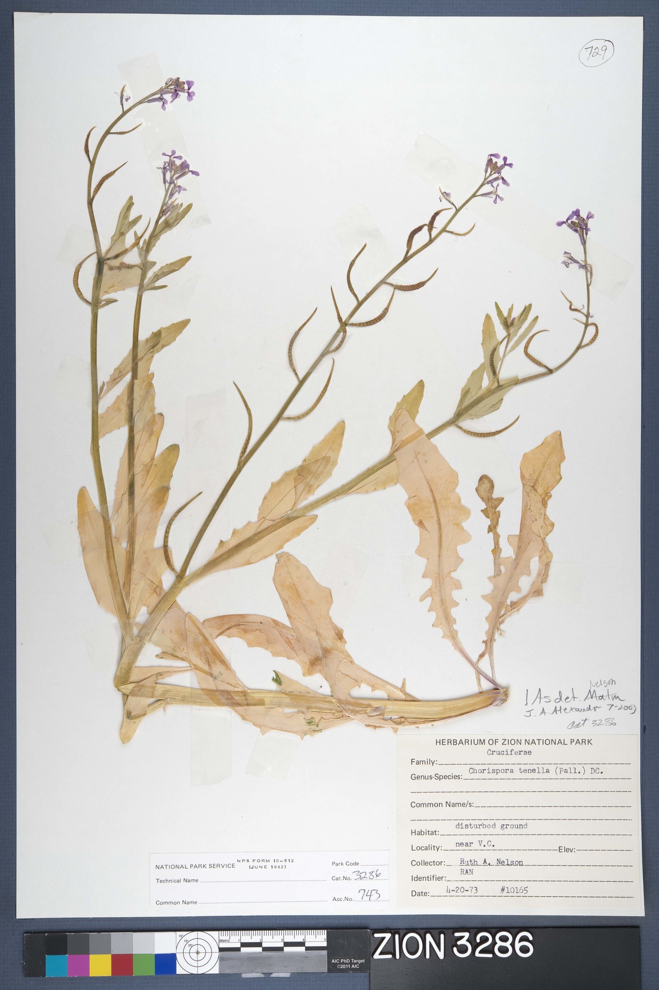 Herbarium Specimen Sheet 3286