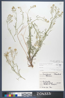 Herbarium Specimen Sheet 3331