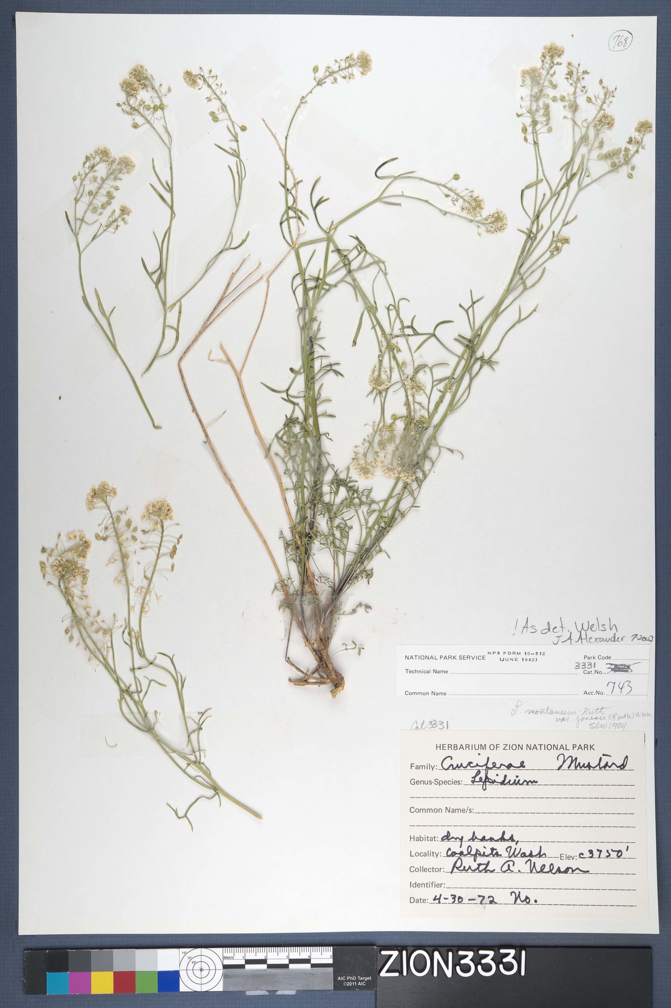 Herbarium Specimen Sheet 3331