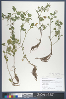 Herbarium Specimen Sheet 11437