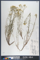 Herbarium Specimen Sheet 4814