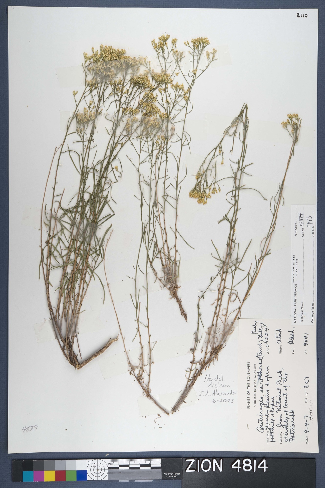 Herbarium Specimen Sheet 4814