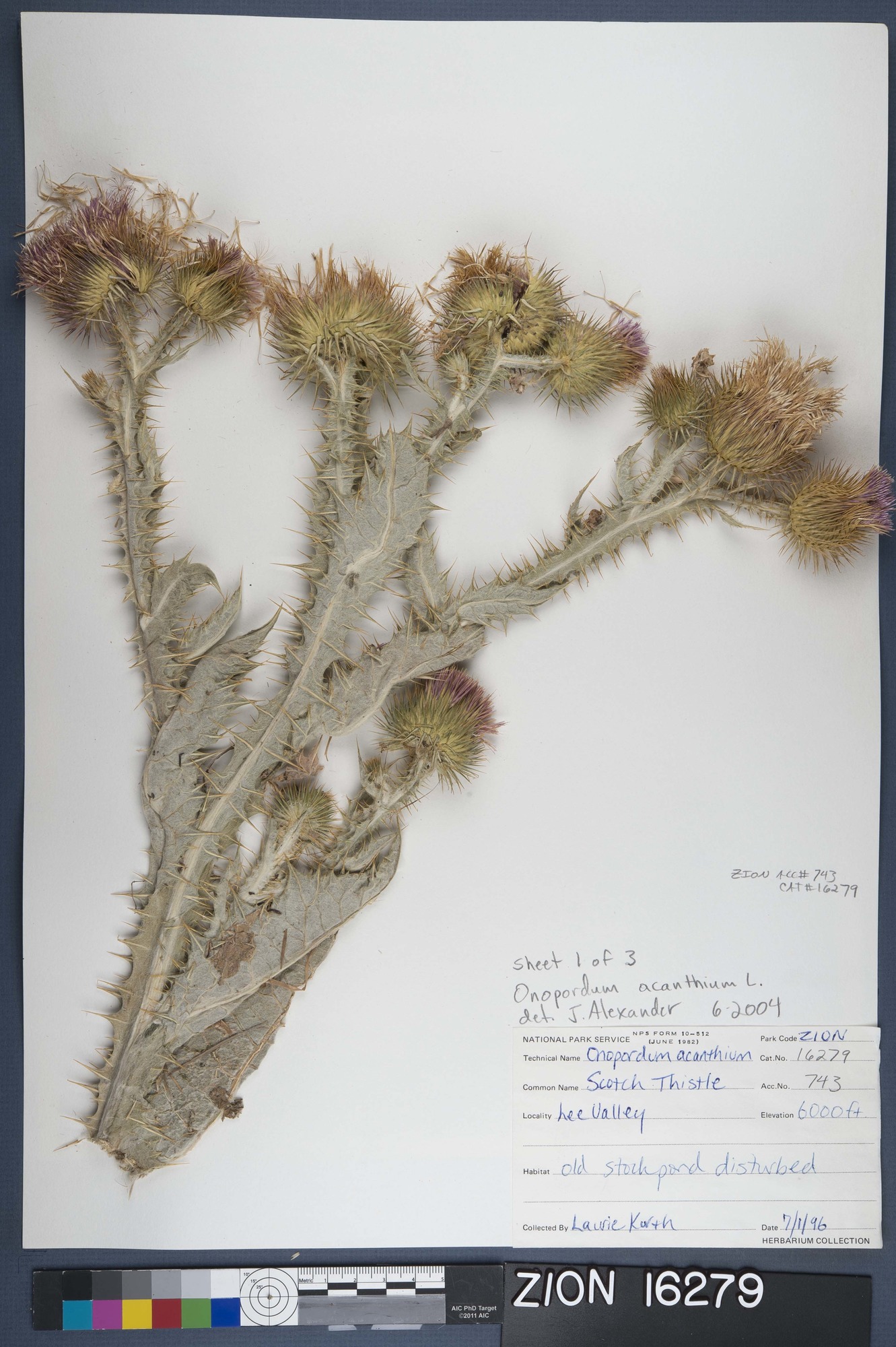 Herbarium Specimen Sheet 16279