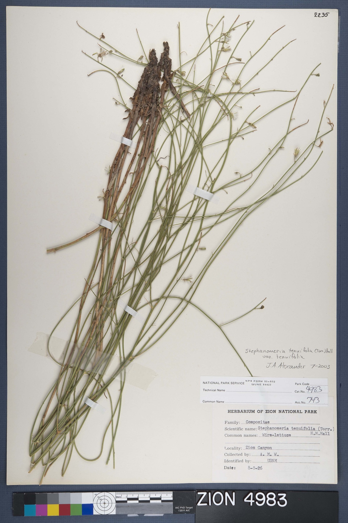 Herbarium Specimen Sheet 4983