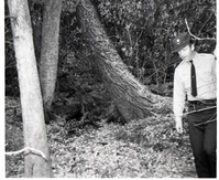 BW photos of trees. Man walking in forest.