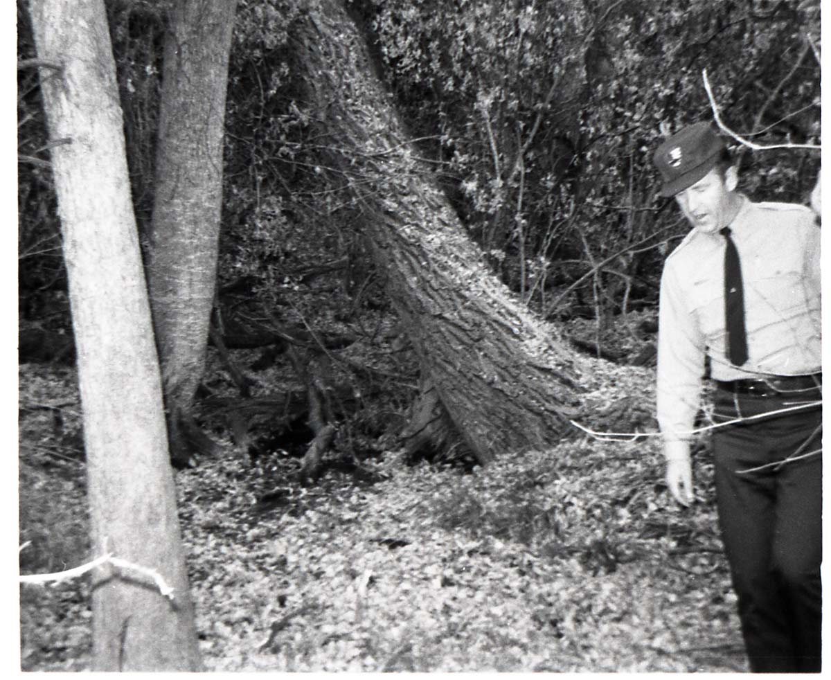 BW photos of trees. Man walking in forest.