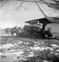 BW Photos of the horses and horse corral at Pipe Spring.