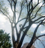 Arborist with harness pruning branches of tree, Bridge Mountain and Watchman in background.