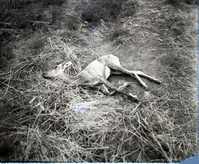 Original desert bighorn sheep received from Lake Mead National Recreation Area. This was the first lamb found dead on August 20, 1973 in enclosure across the river from Visitor Center.