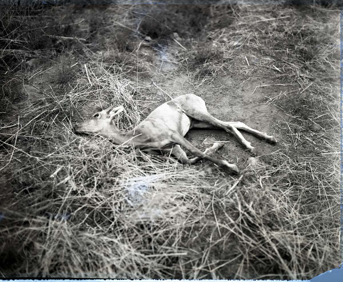 Original desert bighorn sheep received from Lake Mead National Recreation Area. This was the first lamb found dead on August 20, 1973 in enclosure across the river from Visitor Center.