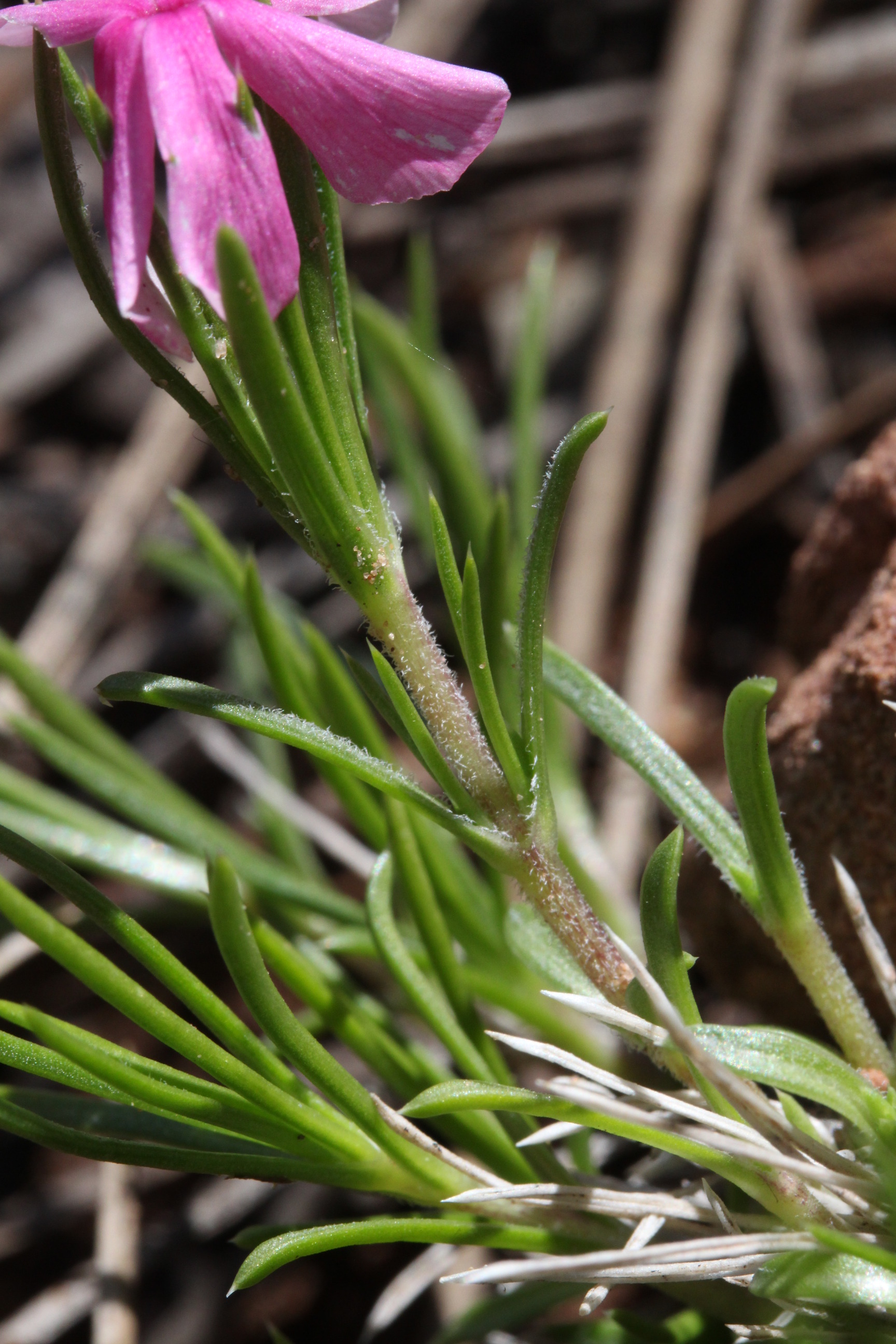 Phlox austromontana, Desert phlox