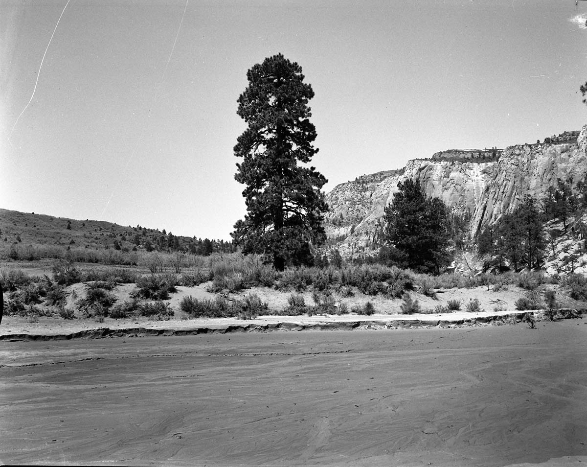 Pine tree and White Cliffs near the East Entrance, exhibit 19-6.