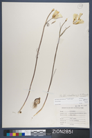 Herbarium Specimen Sheet 2851