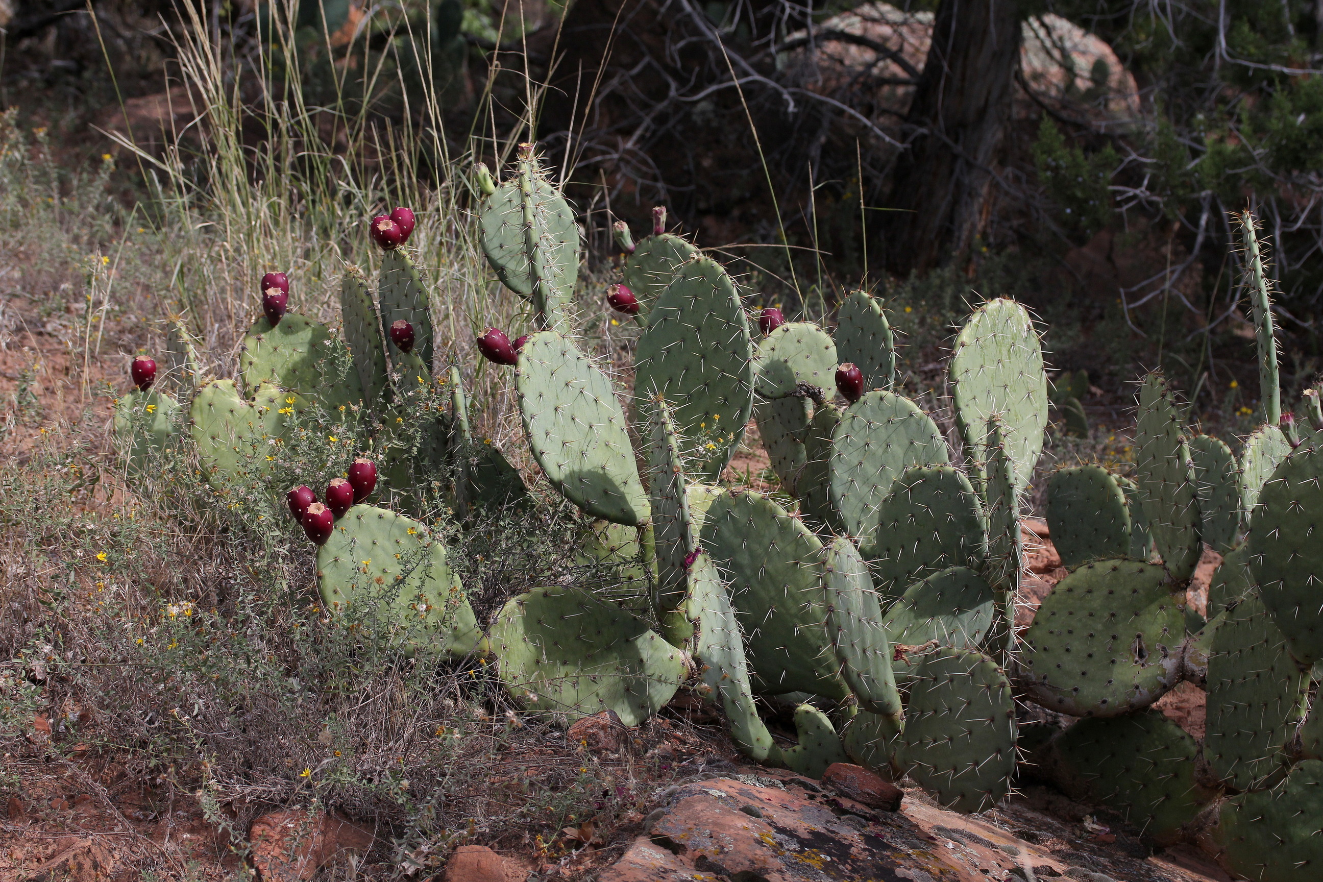 Opuntia phaeacantha, Frying pan pricklypear