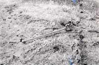 BW photo of the 1937 grazing study 35MM.