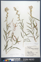 Herbarium Specimen Sheet 4830