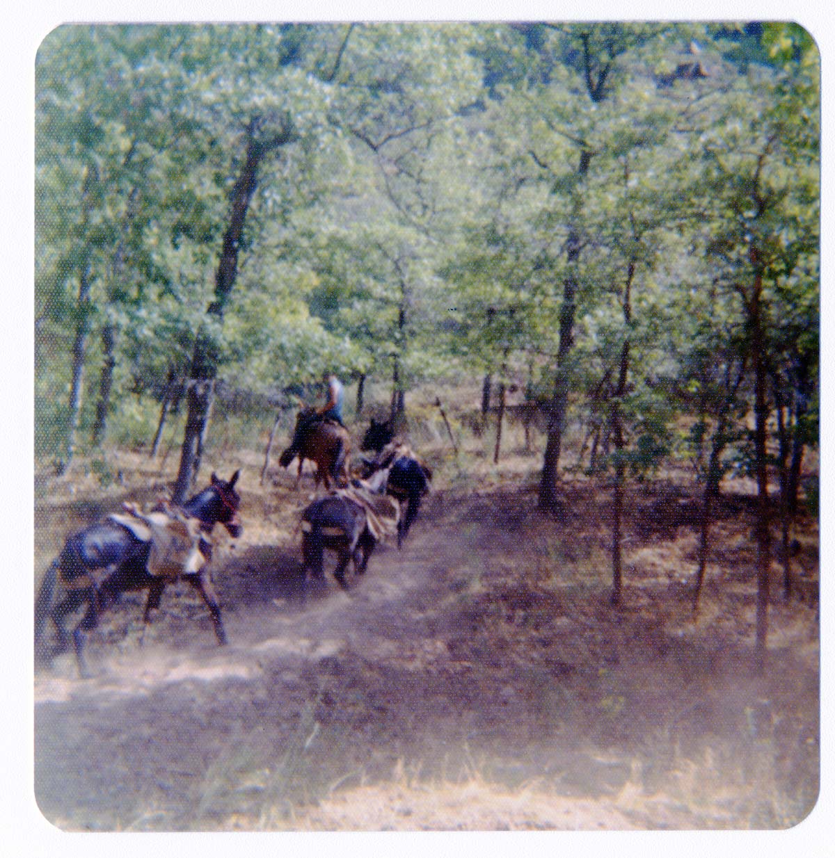 Horse pack-train heading for the East Rim for trail maintenance work.