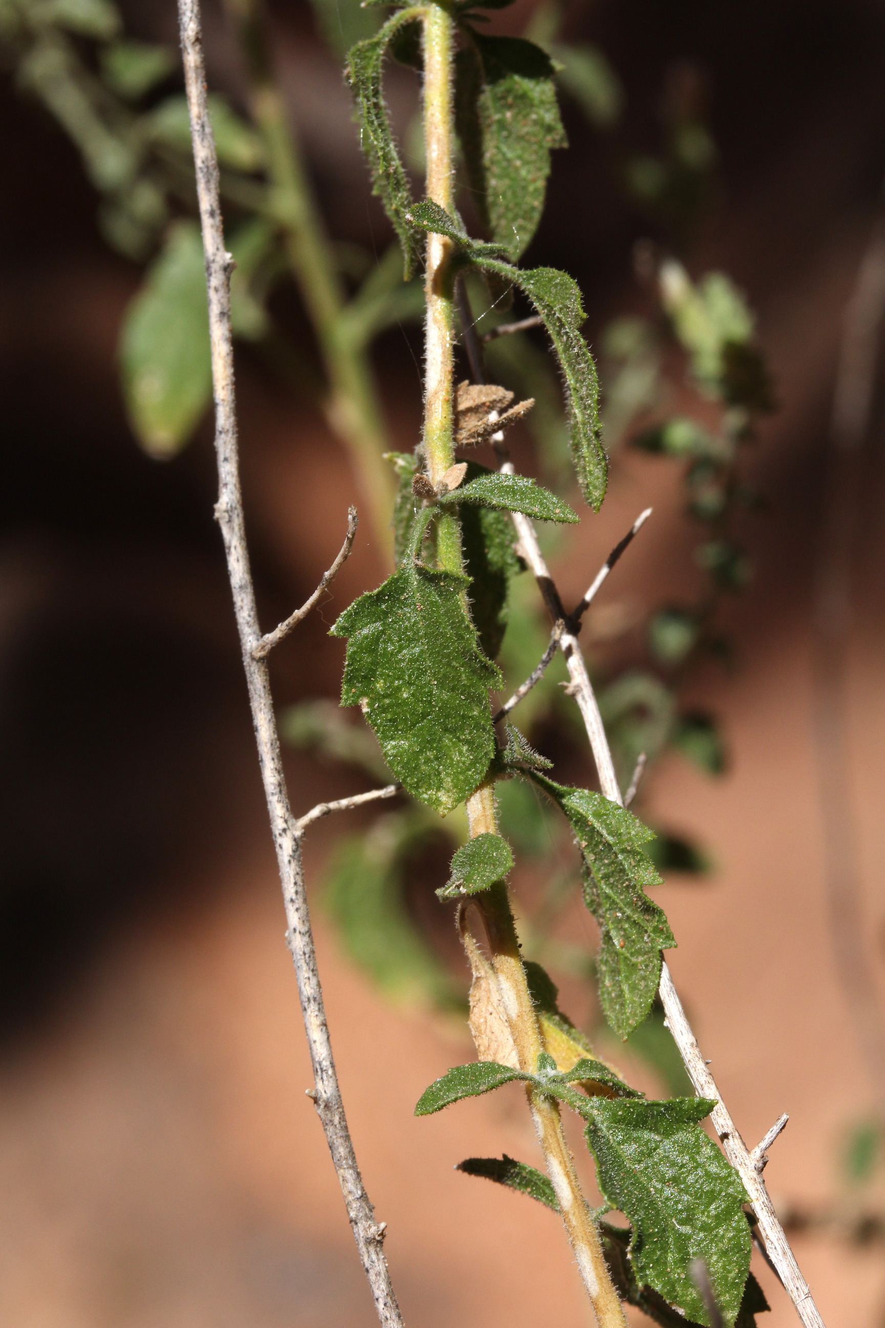 Brickellia microphylla, Rough brickellbush