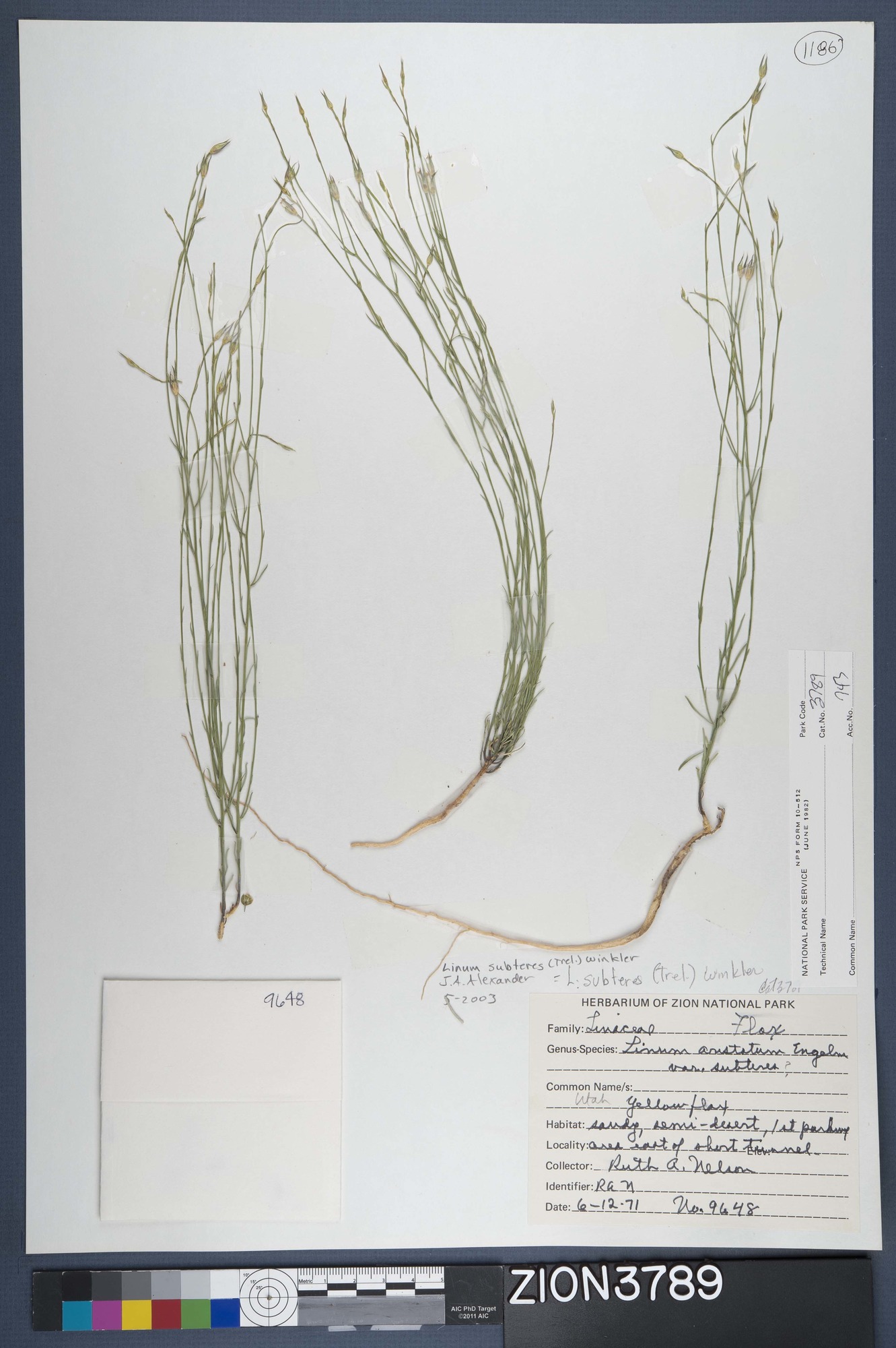 Herbarium Specimen Sheet 3789
