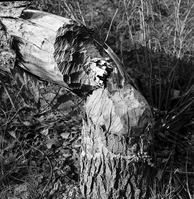 Beaver cut Fremont cottonwoods. Exhibit 30-P-3. [Nearly identical to ZION 14906, negative number 3269b.]
