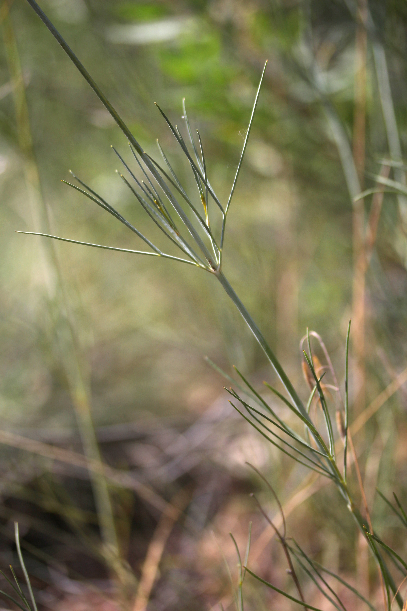 Thelesperma megapotamicum, Hopi-tea