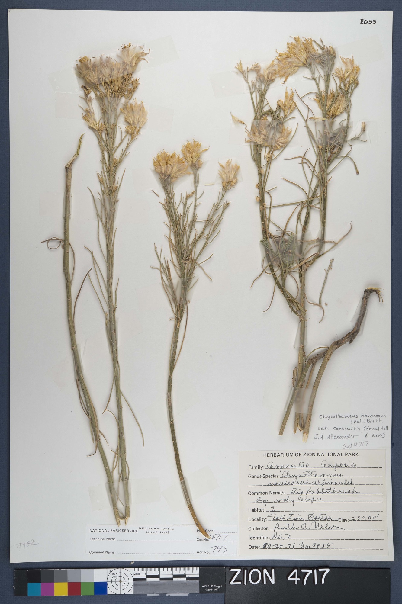 Herbarium Specimen Sheet 4717