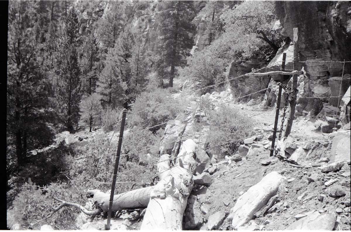 BW photo of the 1937 grazing study 35MM.