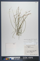 Herbarium Specimen Sheet 4976