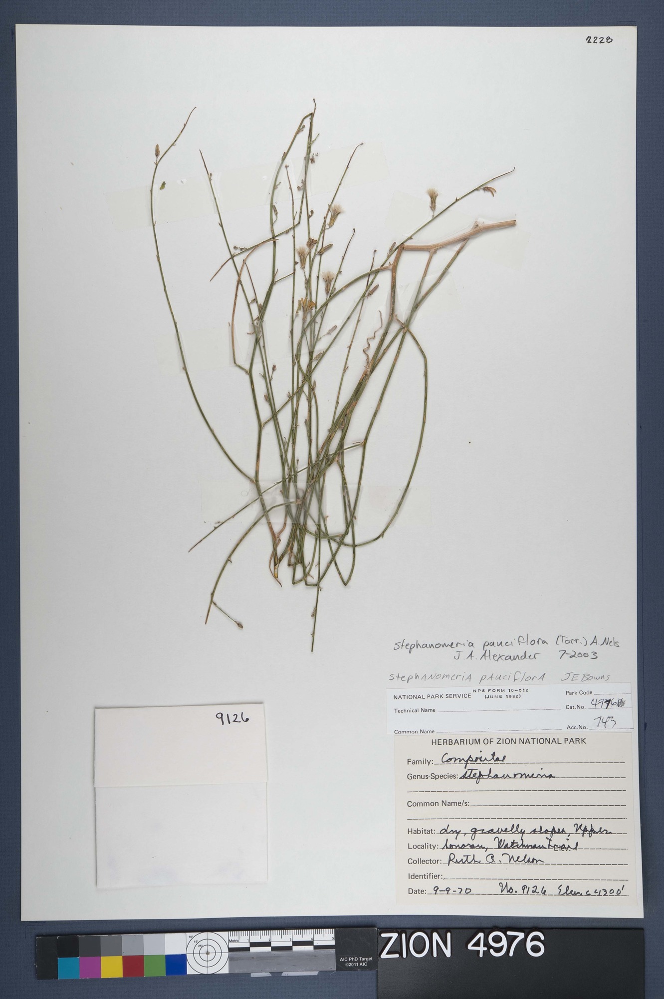 Herbarium Specimen Sheet 4976