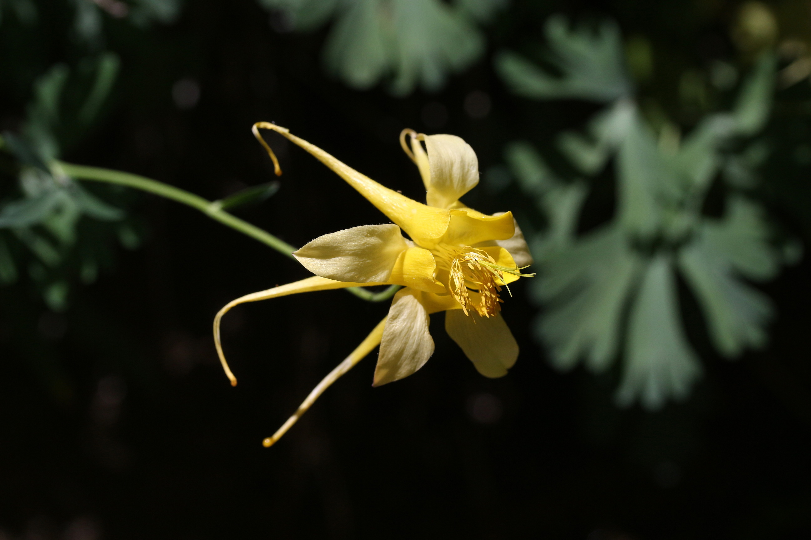 Aquilegia chrysantha, Golden columbine