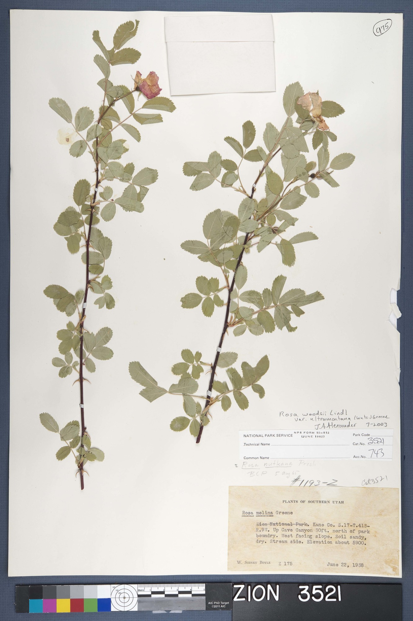 Herbarium Specimen Sheet 3521