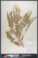 Herbarium Specimen Sheet 3941
