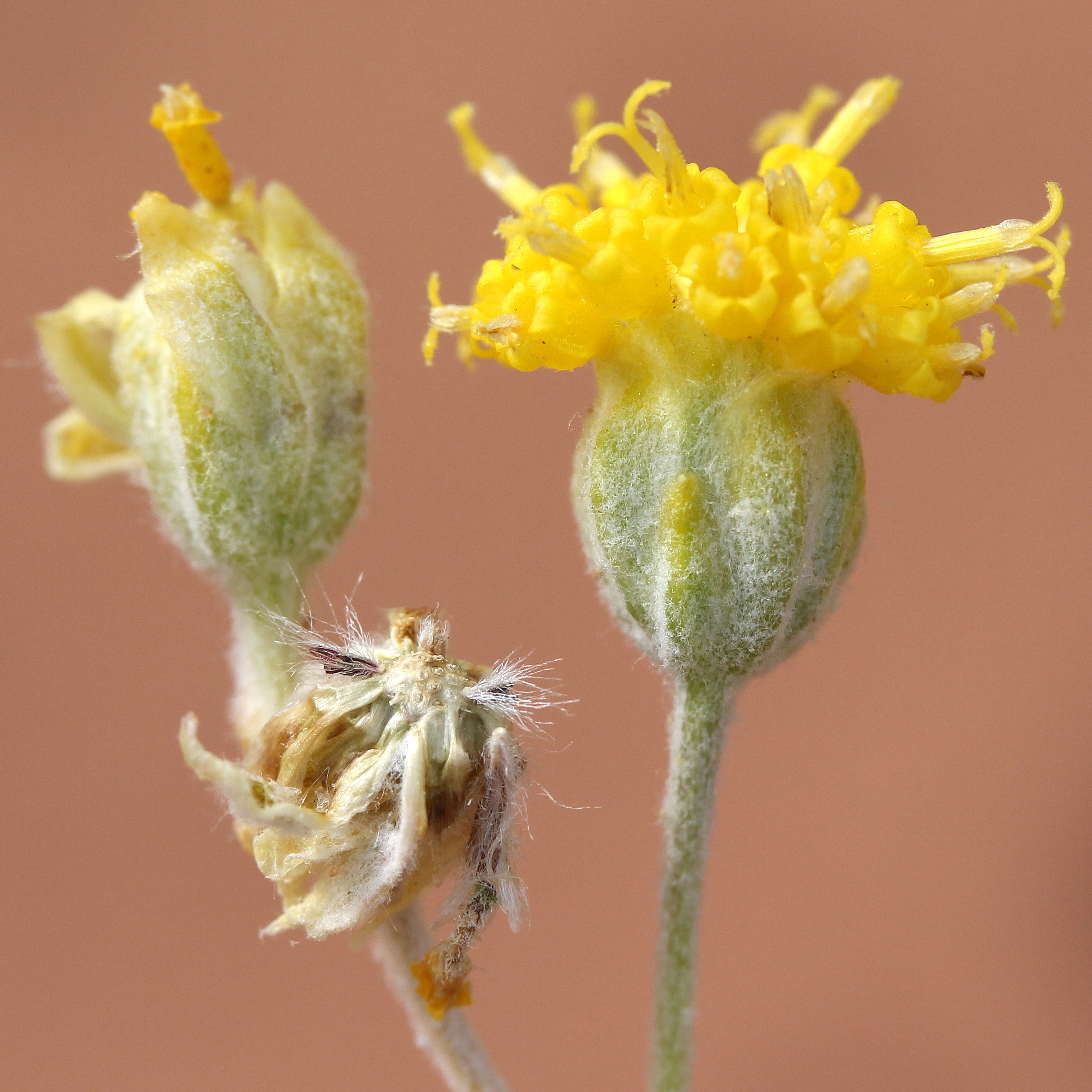Hymenopappus filifolius, Common hyalineherb