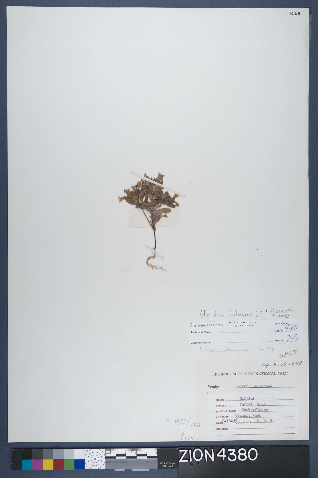Herbarium Specimen Sheet 4380