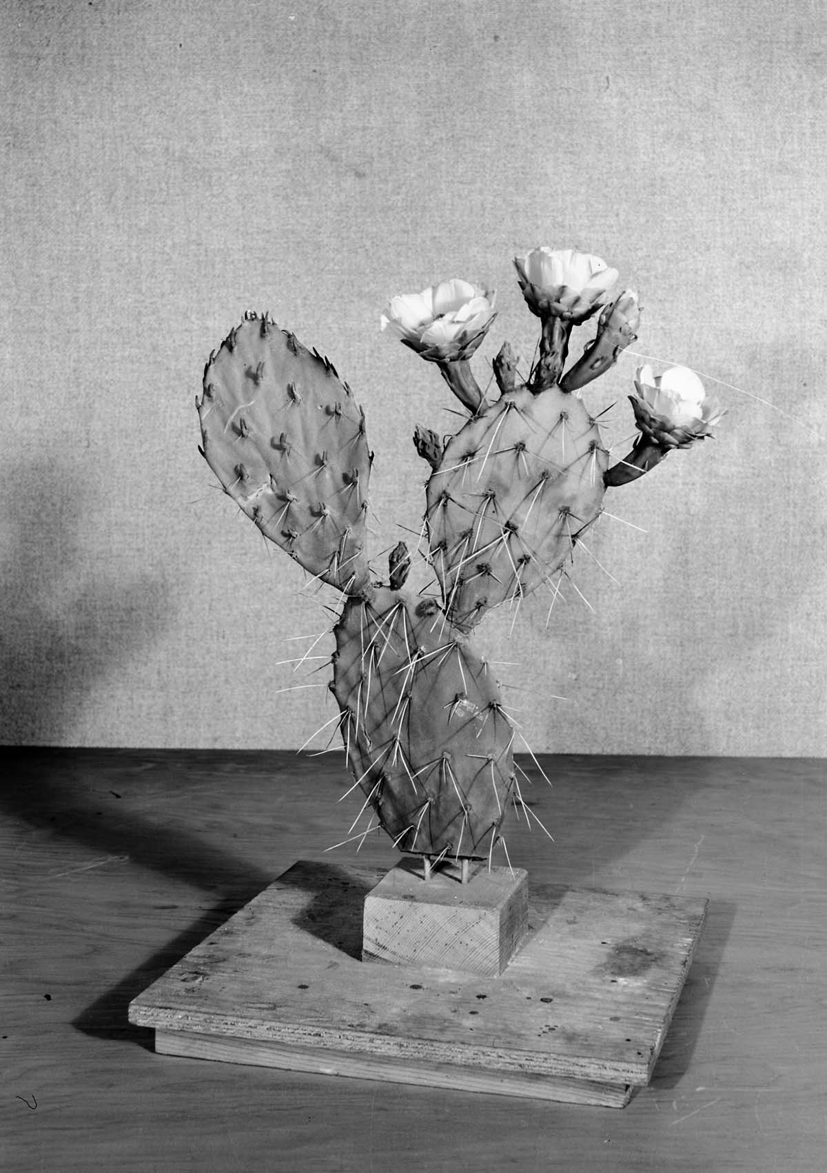 Diorama exhibit. Wax reproduction of prickly pear cactus, yellow blossom. Opuntia rhodantha. Created by Civilian Conservation Corps (CCC) workers at the Western Museum Laboratory (WML) on Fulton Street, Berkeley, California.
