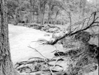 Virgin River rampaging near the Temple of Sinawava. Control work necessary and carried out by dumping large boulders in the river.