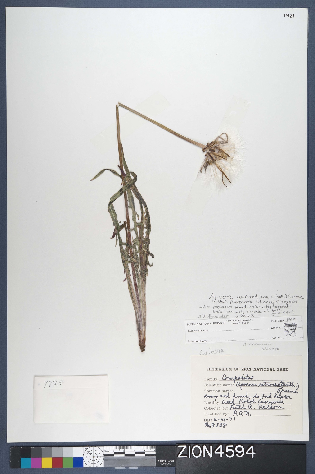 Herbarium Specimen Sheet 4594