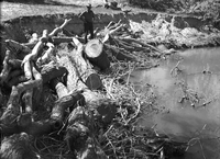 Stream bank protection along eroded stream bank, near old Wiley camp. Logs wired to cables, willow cuttings scattered along logs.