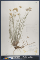 Herbarium Specimen Sheet 4661