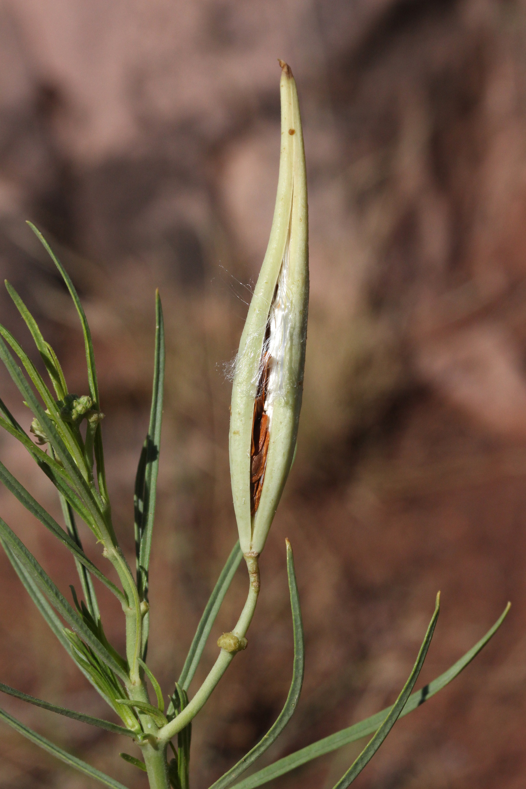 Asclepias subverticillata, Whorled milkweed