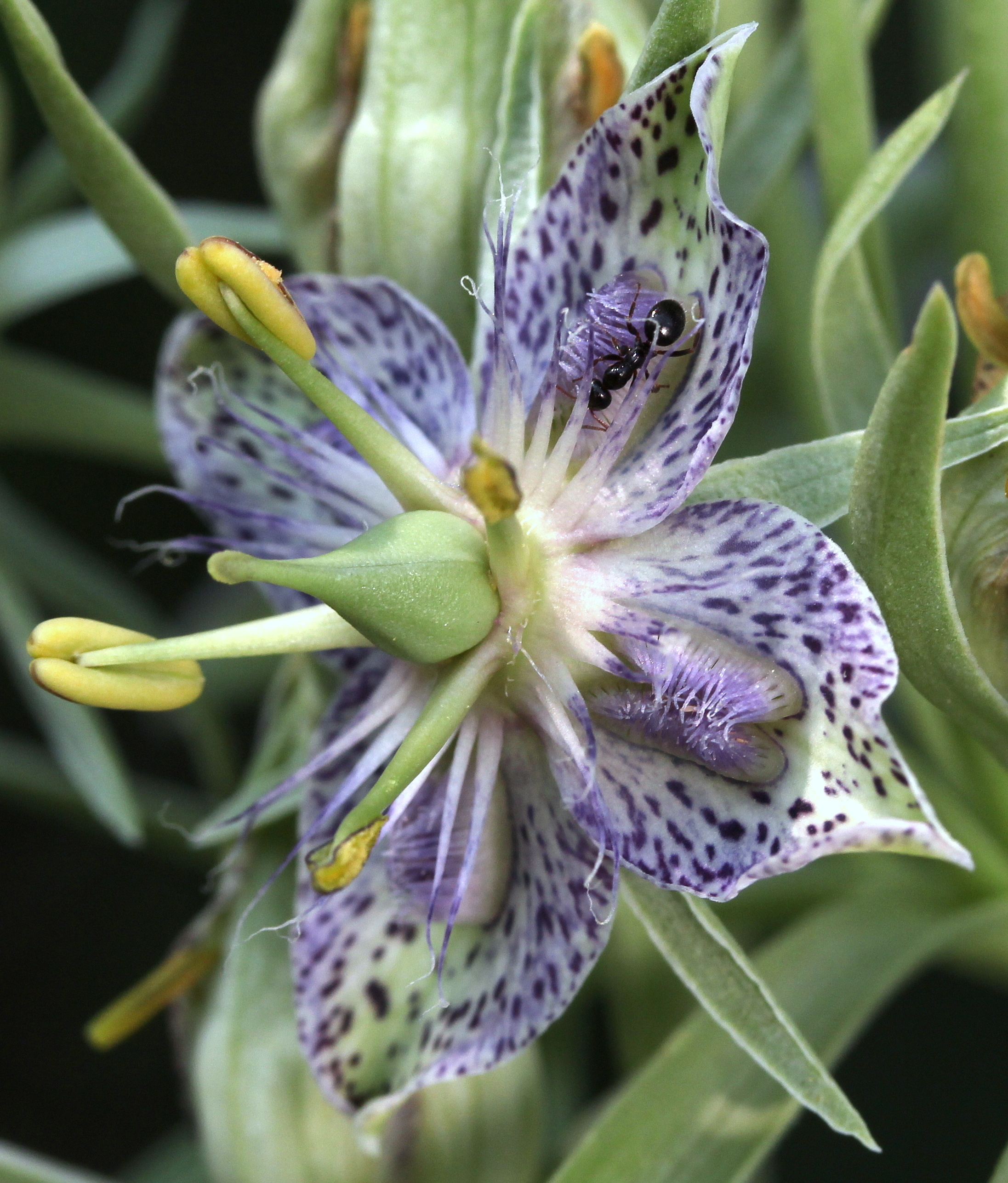Swertia radiata, Elkweed
