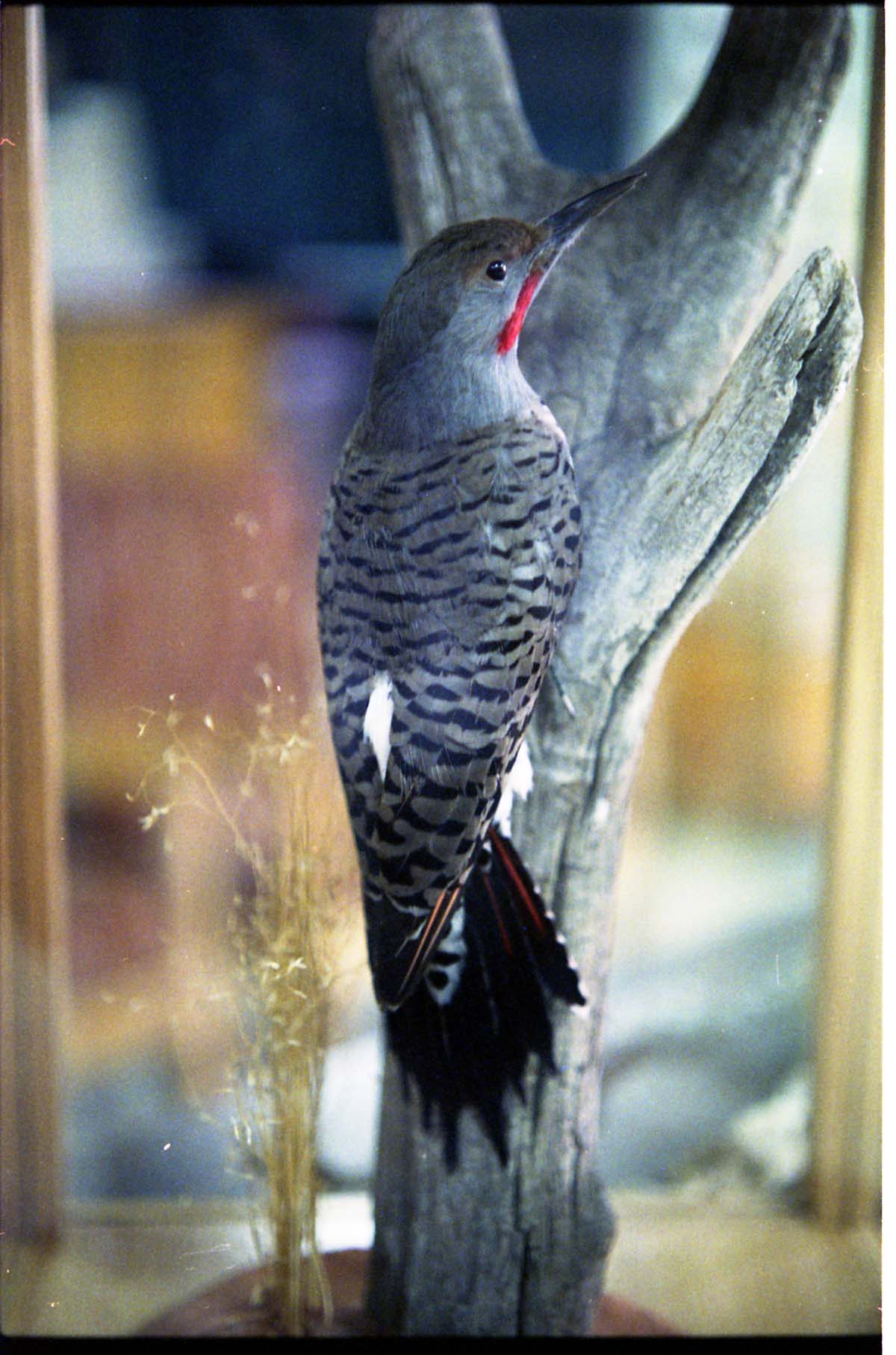 Color Photos of stuffed animals in the old visitor center exhibits.