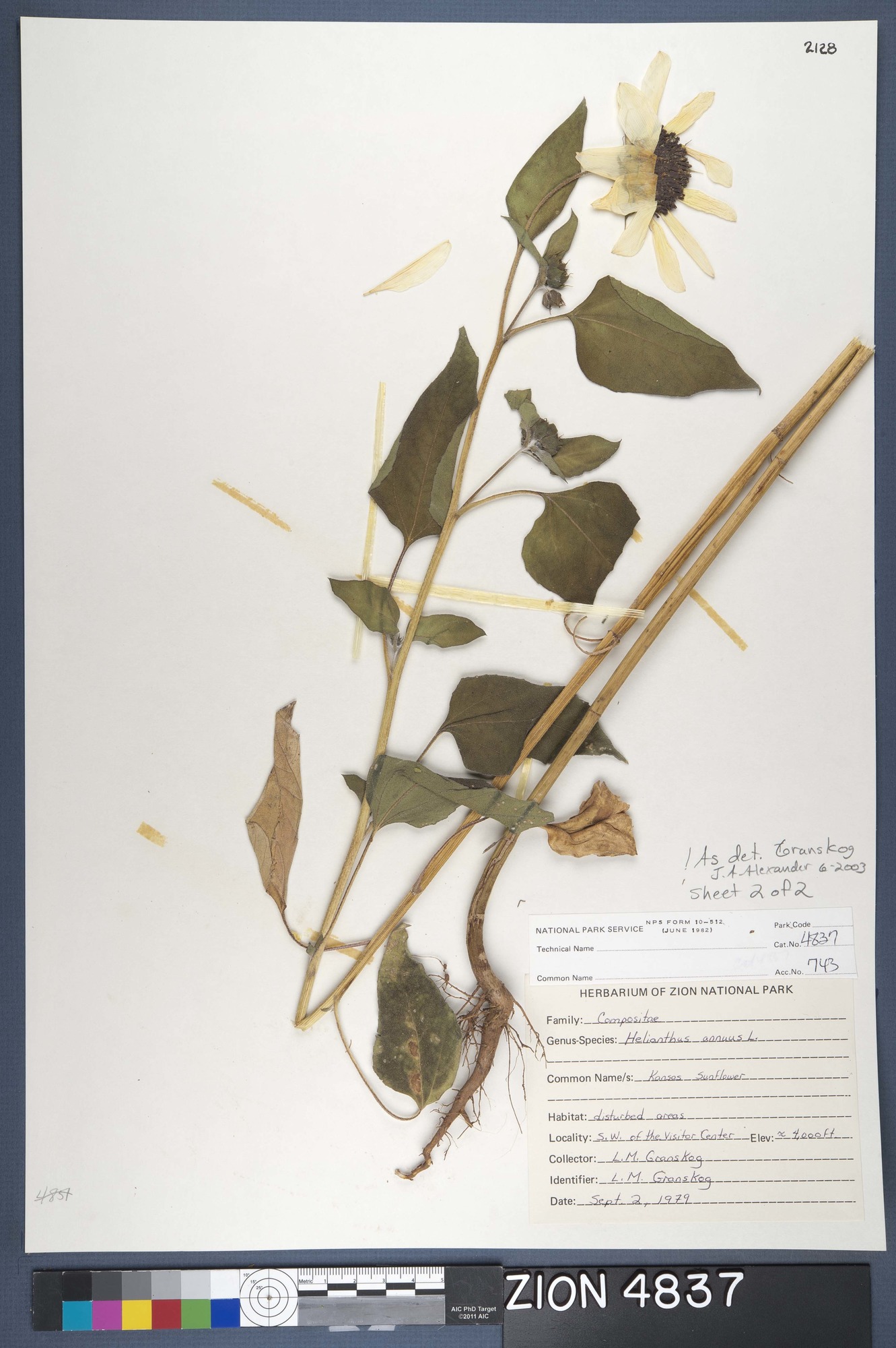Herbarium Specimen Sheet 4837
